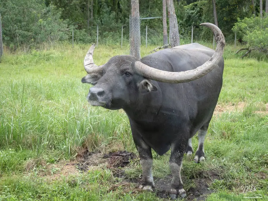 The ultimate guild cows vs cattle vs buffalo vs heifer vs steer stud