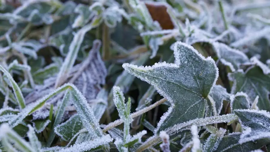 how-to-keep-your-plants-alive-during-frost-15-easy-tips