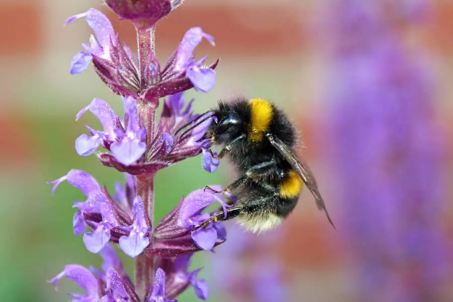 How To Make Your Veggie Garden A Paradise For Bees Pollinators