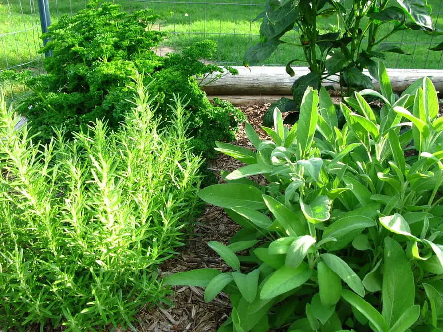 Top 15 Best Herbs To Grow For Beginners, Herb Garden Tips Beginners