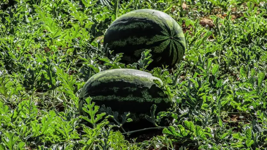 Here's why your Home-Grown Watermelon has White flesh