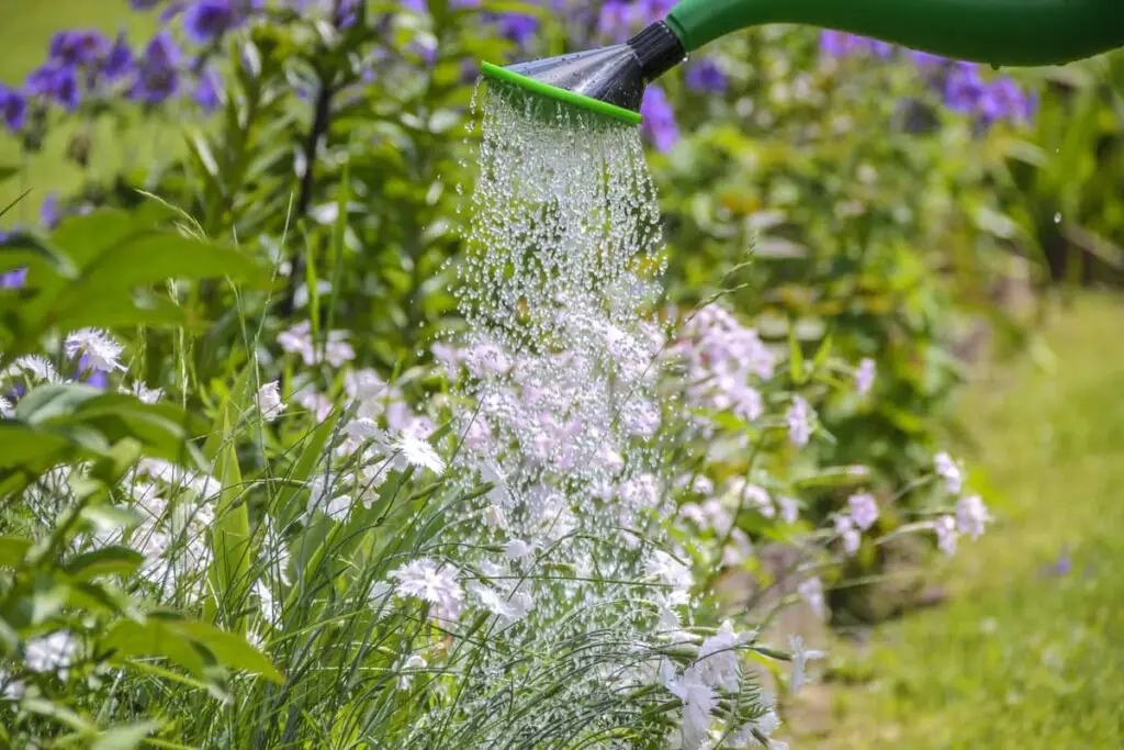 Watering Guide: How Much is an Inch of Water for plants