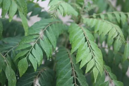 Comment cultiver ou prendre soin de la plante de feuilles de curry aux États-Unis