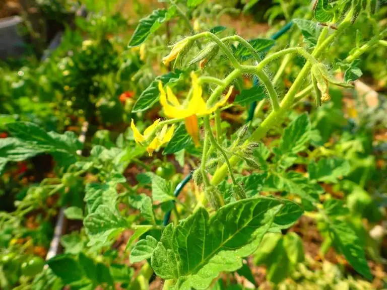 Why Does My Tomato Plant Have No Flowers