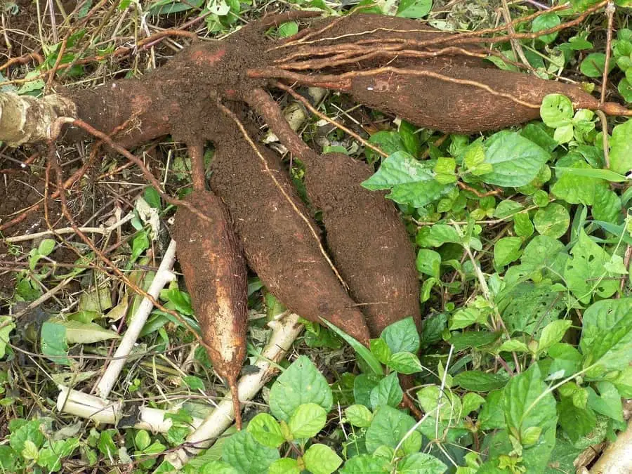 yam-roots-farm-it-yourself